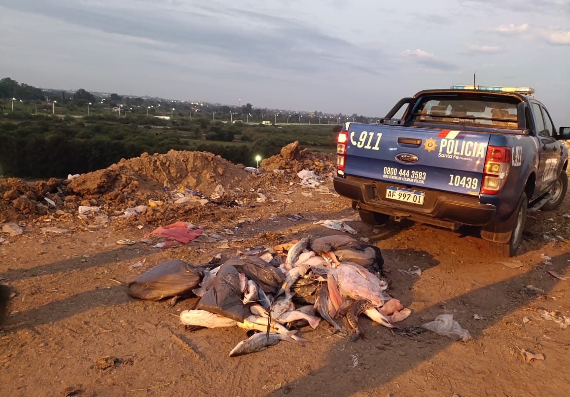Incautaron una importante cantidad de pescado en mal estado en Sauce Viejo | Policiales