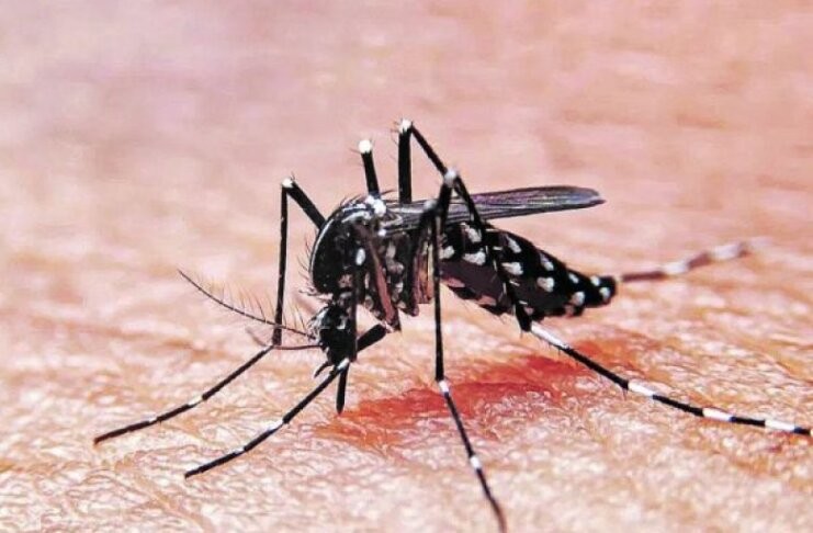 Nuevo reporte por dengue: qué localidades sigue con brote y cuáles se recuperan | Salud