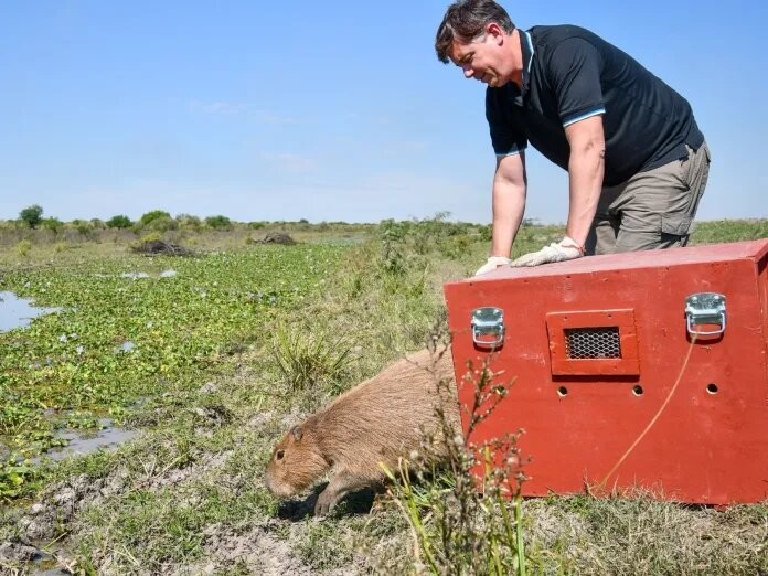 Liberaron zorros, carpinchos, comadrejas y aves rehabilitadas en el norte de Santa Fe | Información General