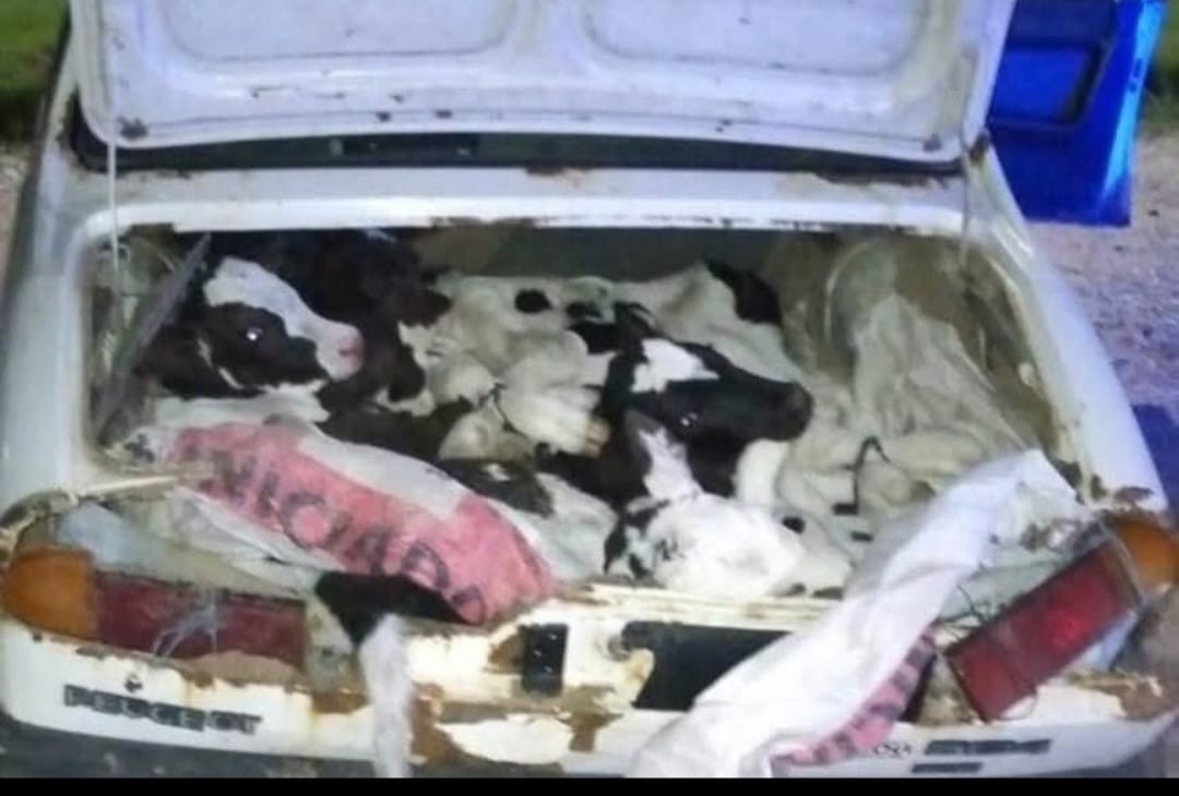 Fueron atrapados por llevar ocho terneros en la parte trasera de un auto | Policiales
