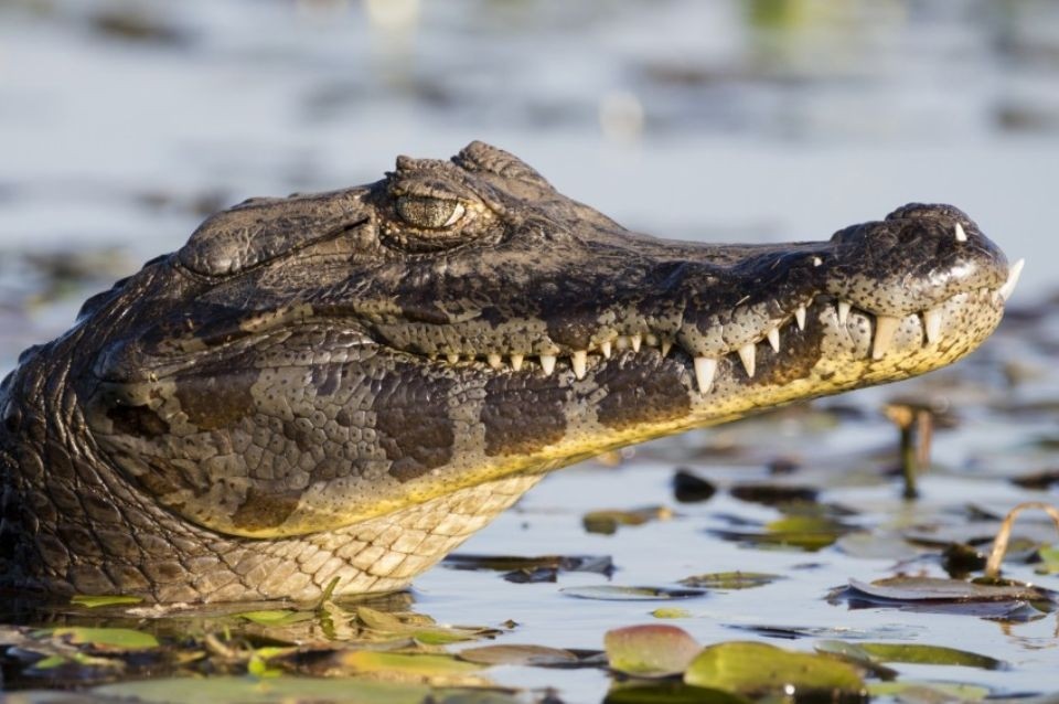 Villa Ocampo: un yacaré le mordió a un hombre de 73 años mientras pescaba | Información General