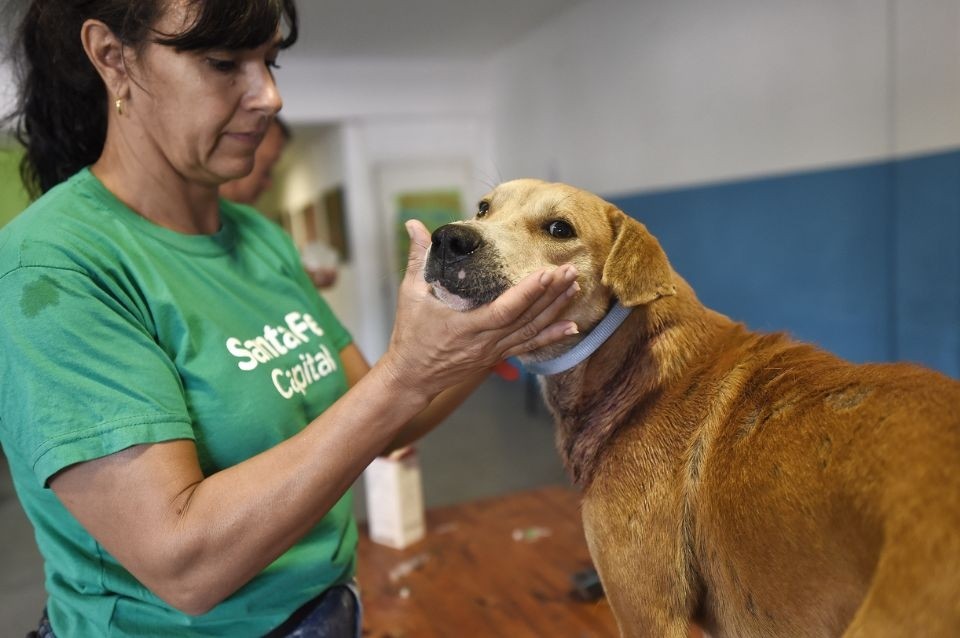 Barrio San Agustín: el IMUSA realizará castraciones gratuitas | Información General