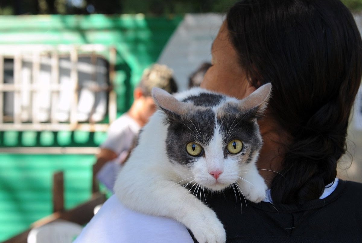 El IMUSA realizará castraciones masivas en barrio Sarmiento | Noticias