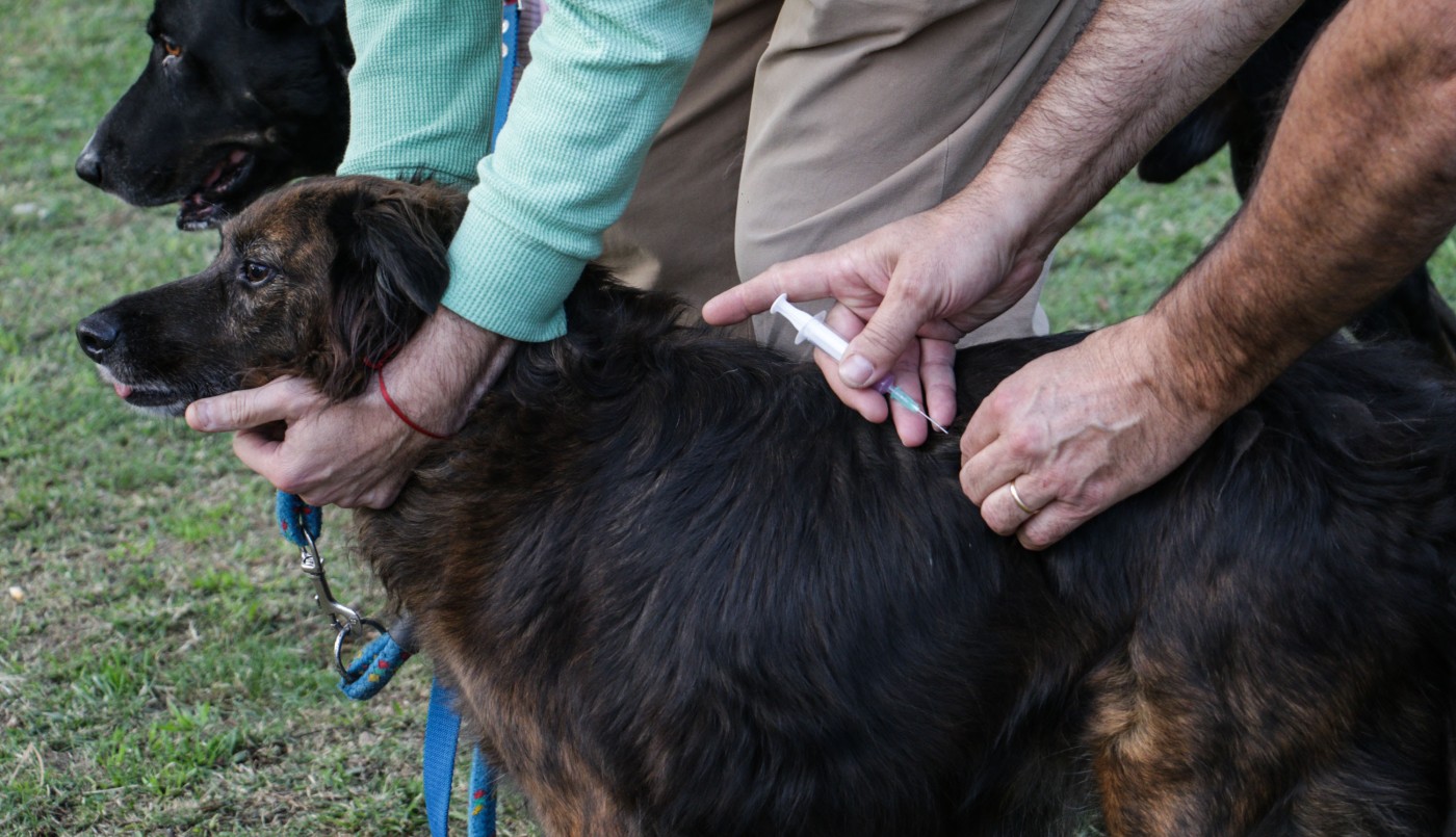 El IMUSA realizará castraciones masivas en Barrio Acería | Noticias