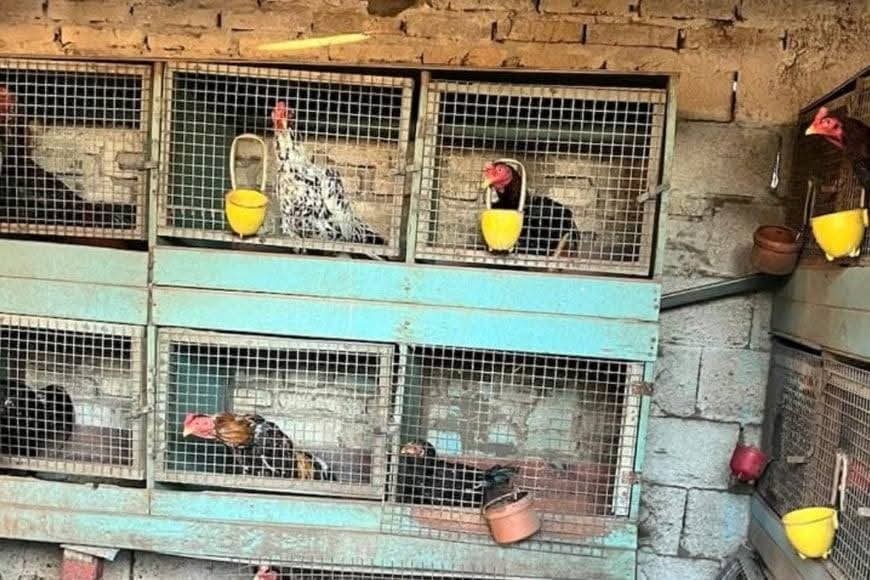 Tras realizar allanamiento, rescataron a 26 gallos en una vivienda de Santa Fe | Policiales