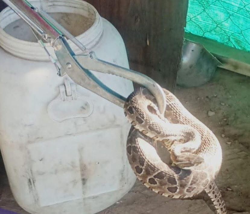 Encontró una serpiente a pocos metros de su cama | Policiales