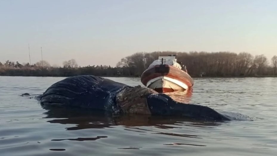 Conmoción en Zárate: apareció una ballena en el Río Paraná y creen que está agonizando | Nacionales