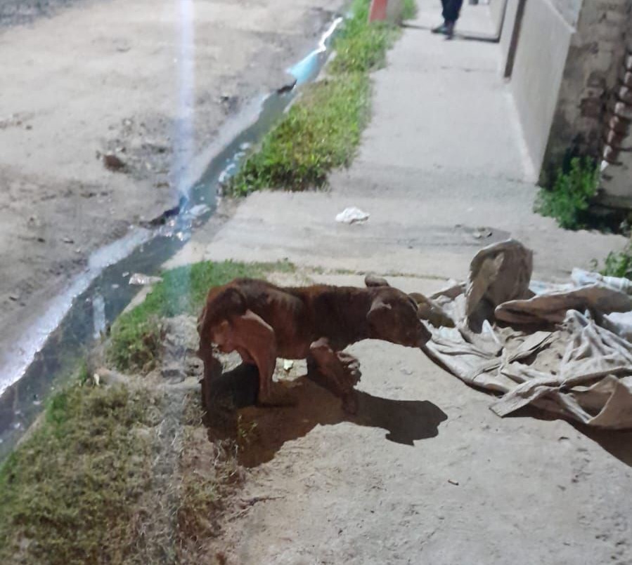 Maltrato animal: un perro fue encontrado desnutrido en grave estado | Policiales