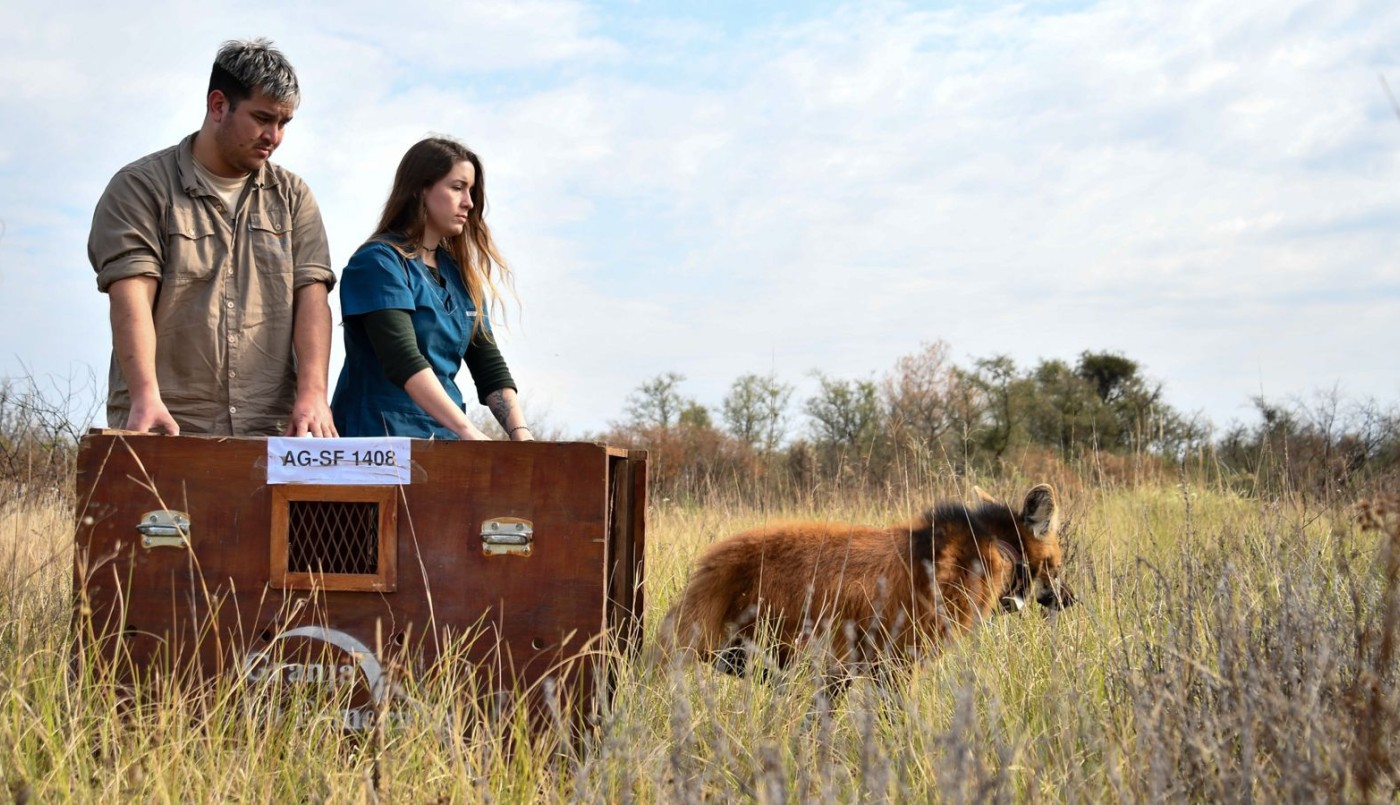 Provincia liberó un aguará guazú en su hábitat natural | Información General