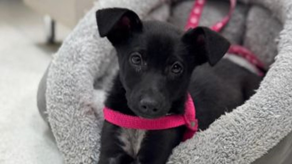 El Sanatorio de Niños de Rosario adoptó a "Chula" para acompañar a los pacientes | Información General