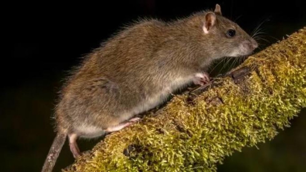 Leptospirosis: Santa Fe entre las provincias con más casos del país | Salud