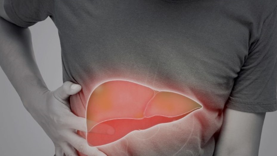 Descubren una molécula que protege el hígado ante la hepatitis fulminante | Salud