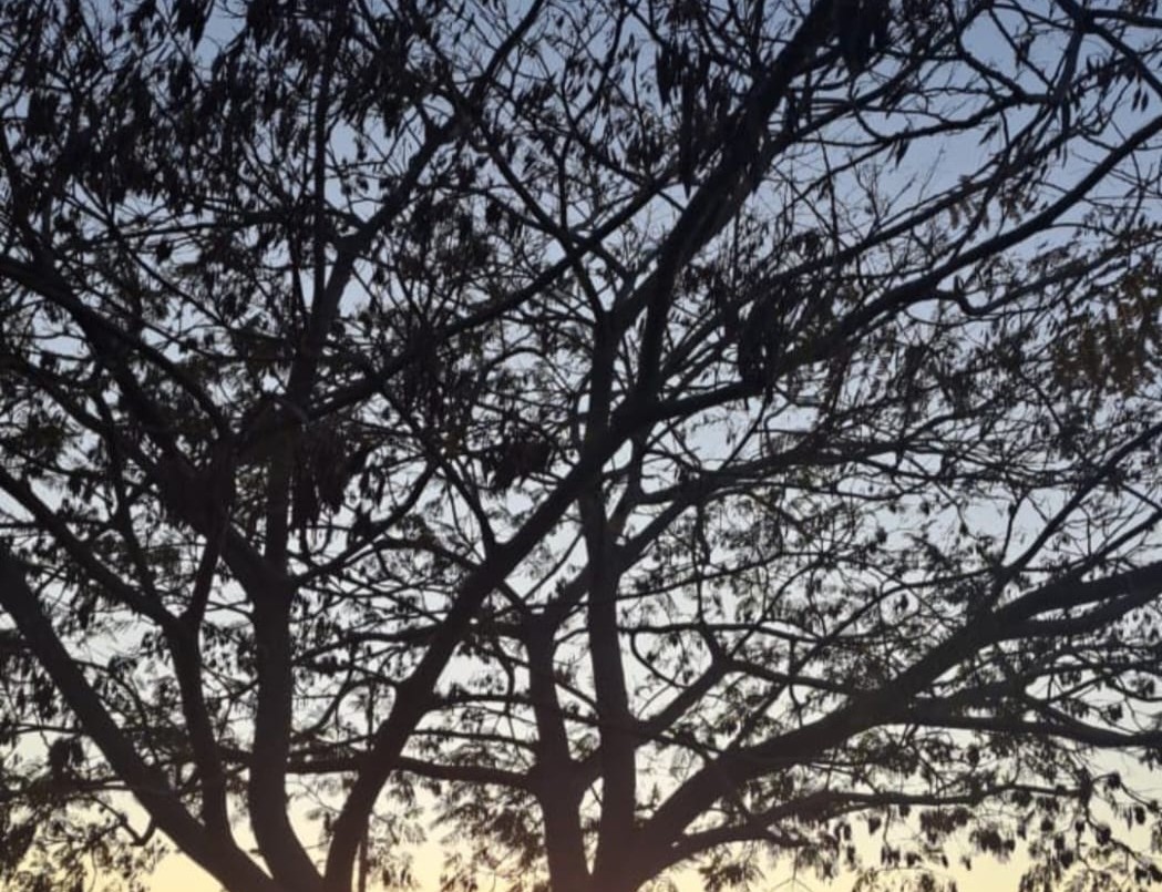 Jueves primaveral en Santa Fe: ¿a cuánto llegará la máxima hoy? | Información General