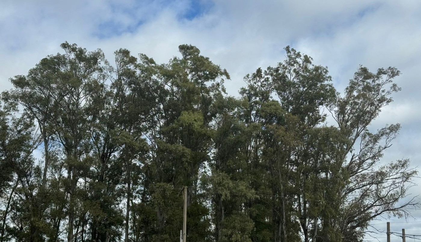 Alerta amarilla por vientos fuertes: Las recomendaciones para este sábado | Información General