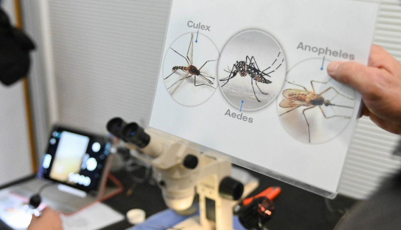 Objetivo Dengue: cómo funciona la red de monitoreo que permitió detectar la presencia del mosquito todo el año | Salud