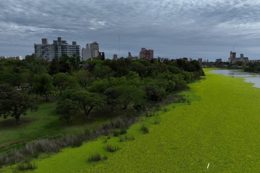 Investigan la aparición de peces y tortugas muertas en el Parque del Sur | Información General