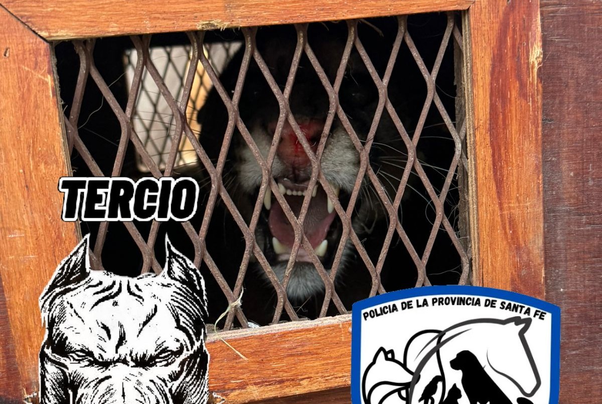 El puma encontrado en Cabaña Leiva está internado en la Granja La Esmeralda | Noticias