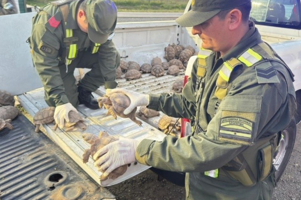 Rescataron 166 tortugas y aves silvestres ocultas en un camión con cebollas | Información General