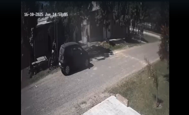 Maltrato animal en Sauce Viejo: el descargo del abogado involucrado | Información General