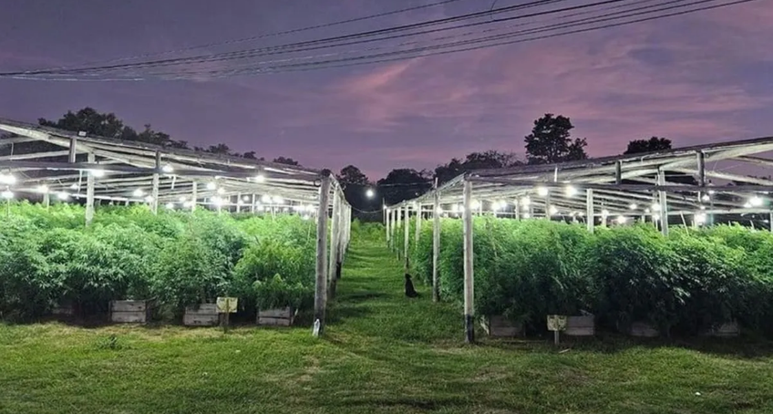 Seis años de prisión al abogado que proporcionó la "fachada legal" para el vivero narco de Arroyo Leyes | Judiciales