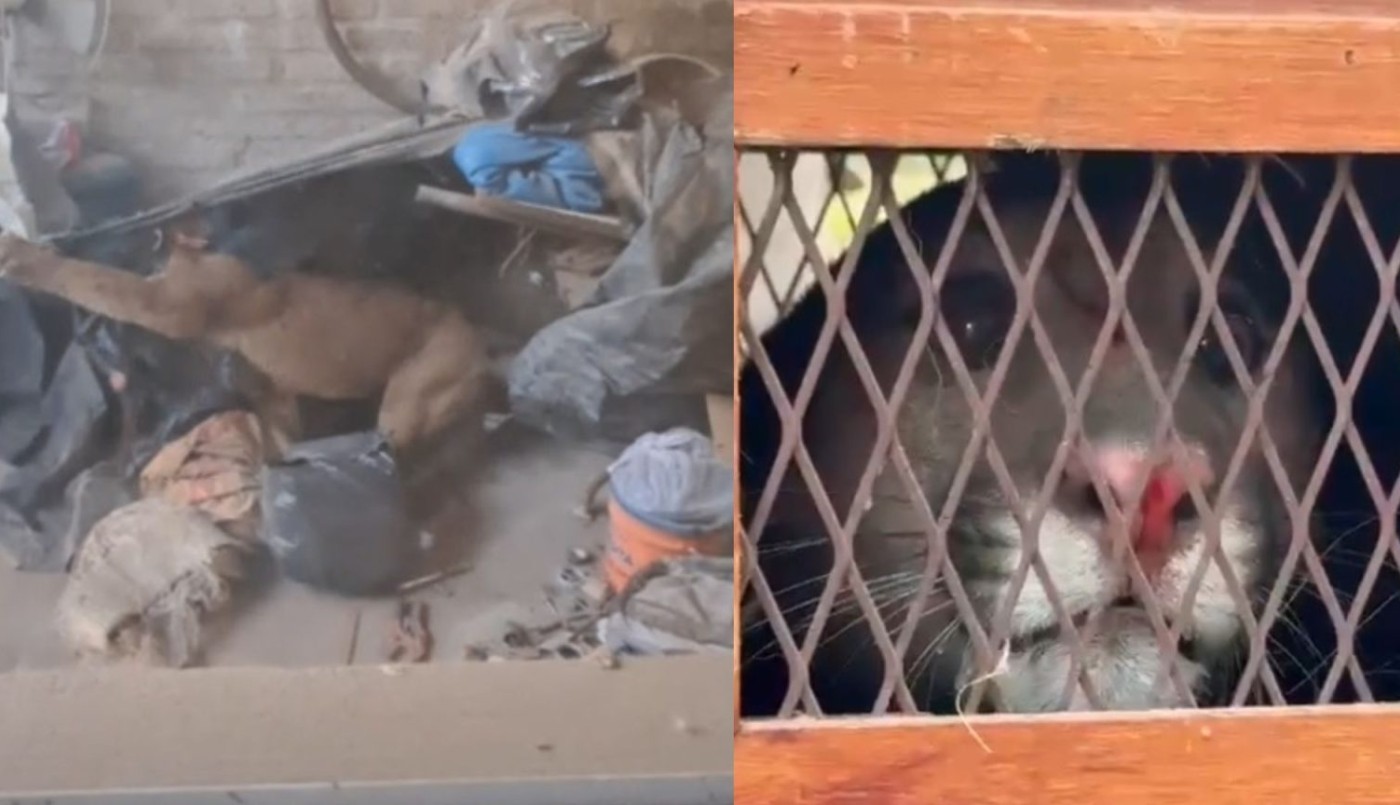 Se encuentra en buen estado el puma rescatado en Cabaña Leiva | Noticias