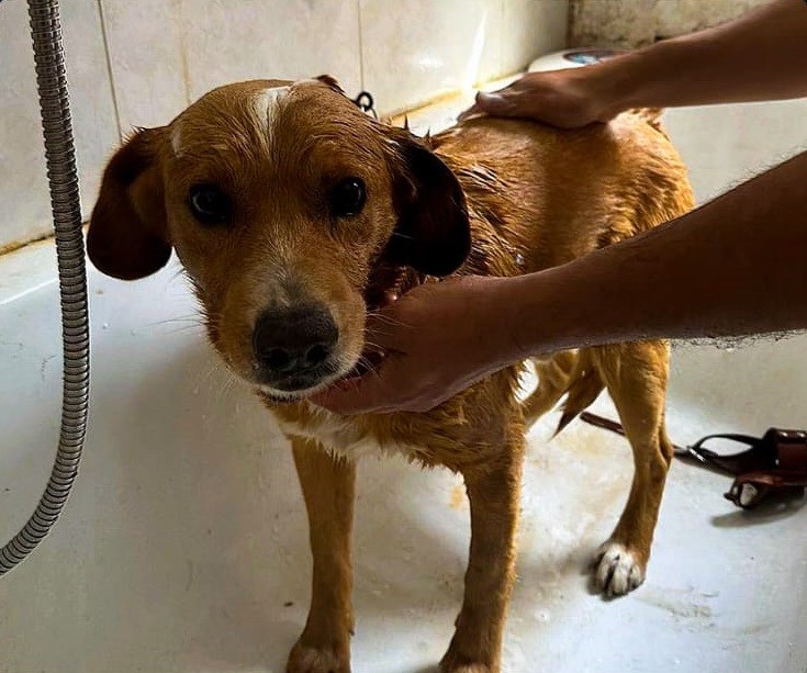 Caso de maltrato animal en Sauce Viejo: la protectora de animales se presentó como querellante en la causa | Judiciales