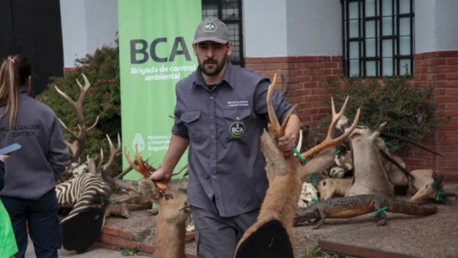 Un argentino que desmanteló una red de caza ilegal y tráfico de fauna recibirá un importante premio mundial | Nacionales