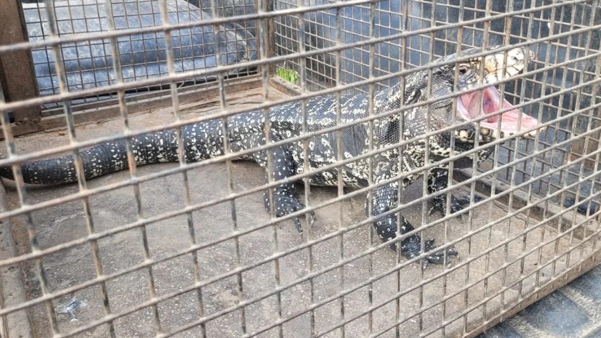 Rescataron a un lagarto en barrio Candioti | Noticias