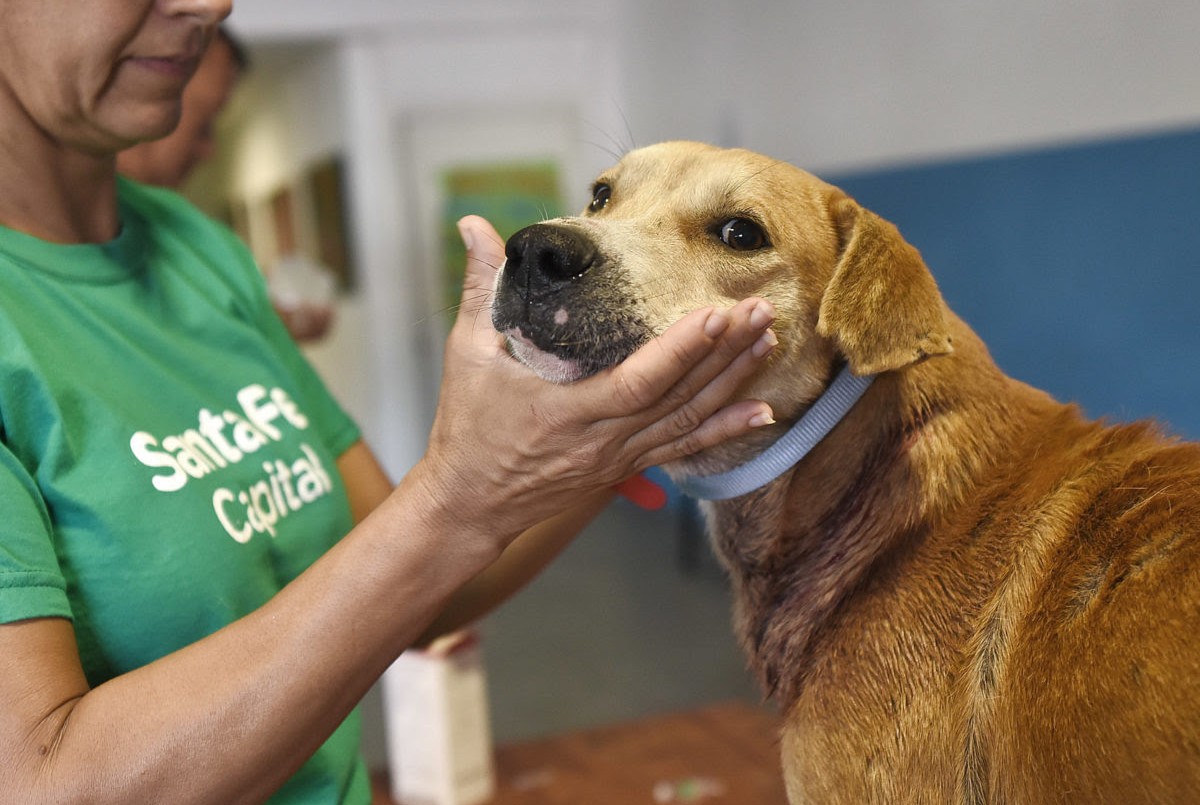El Imusa realizó más de 6500 atenciones veterinarias en el mes de octubre | Noticias