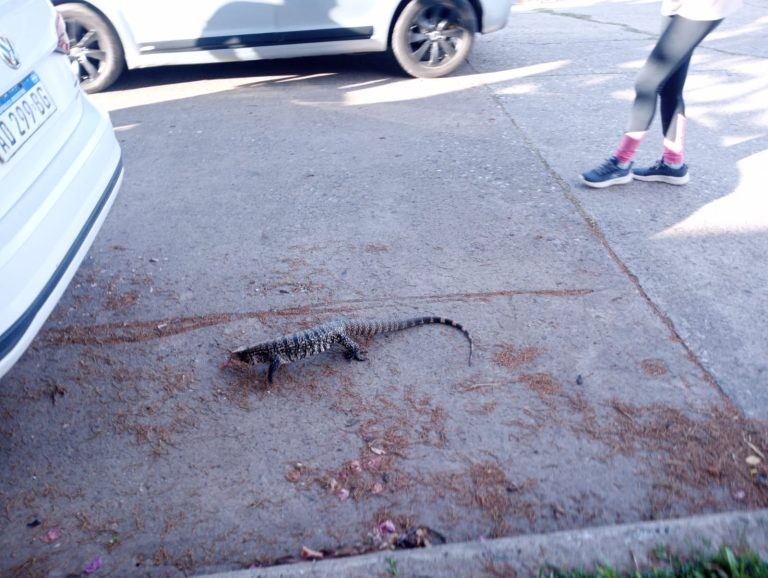 Encontraron a una iguana dentro de un auto en Guadalupe | Noticias