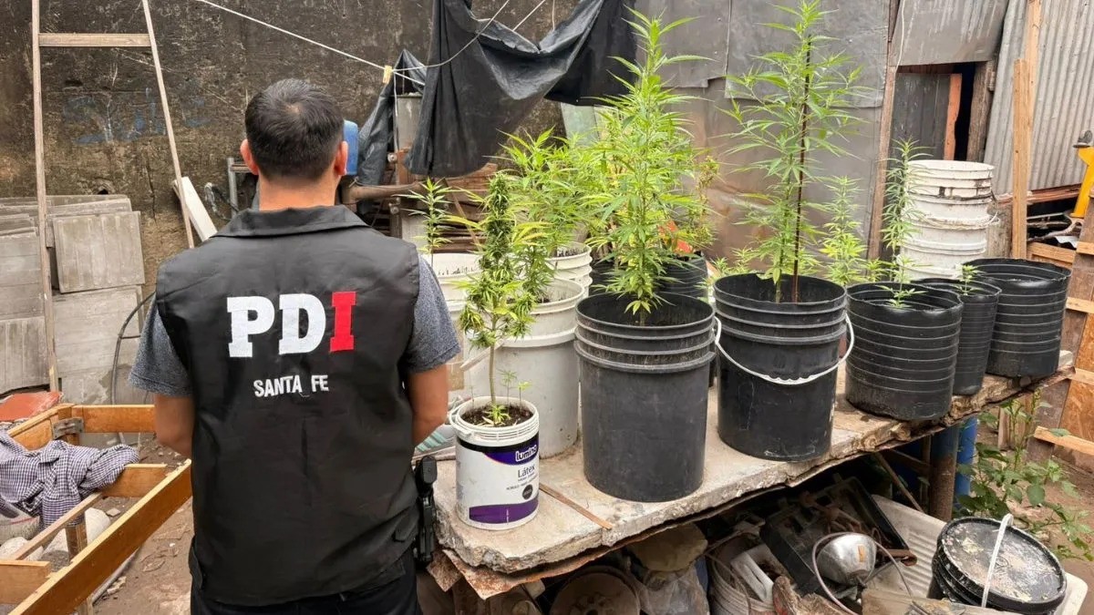 Un adolescente de 16 años tenía 32 plantas de marihuana en su poder | Policiales