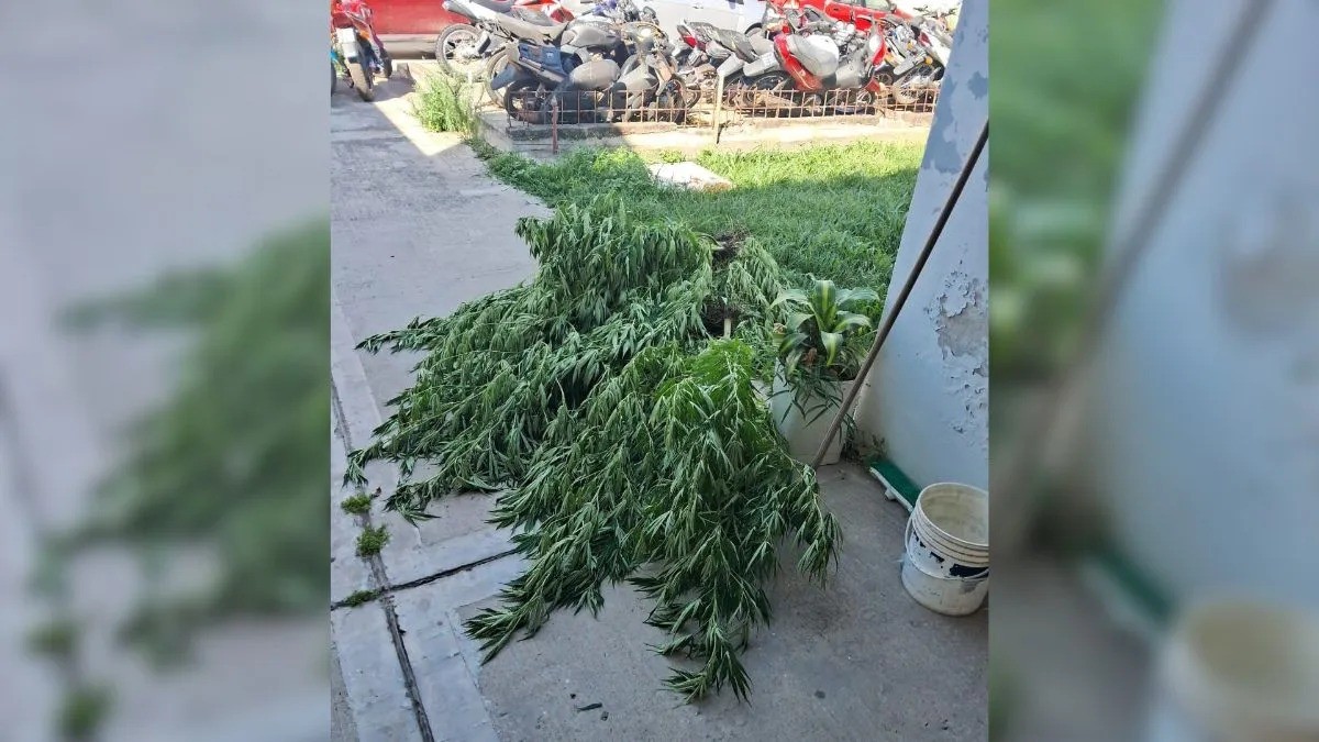 Una denuncia por violencia de género terminó con el secuestro de plantas de marihuana | Policiales