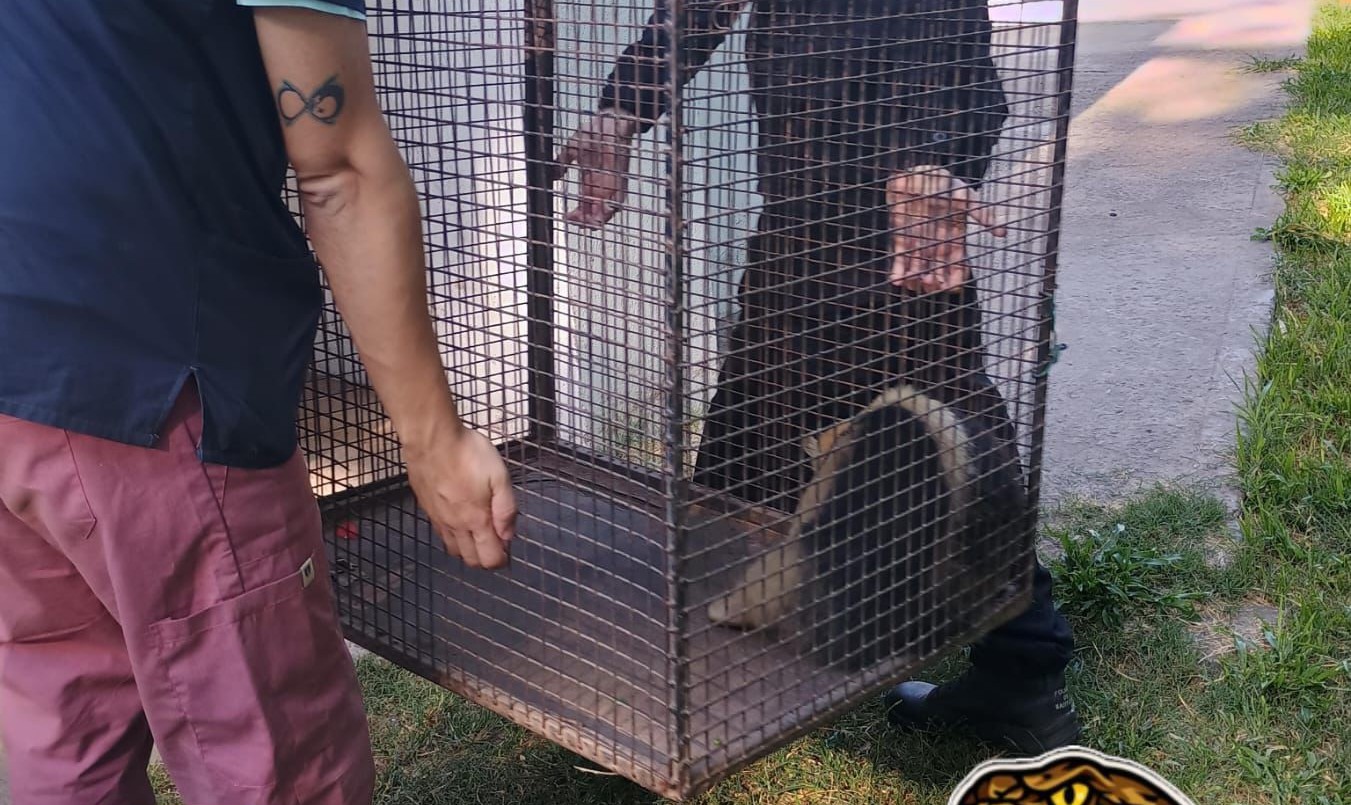 Rescataron a un oso melero en la zona de vías de Laguna Paiva | Policiales