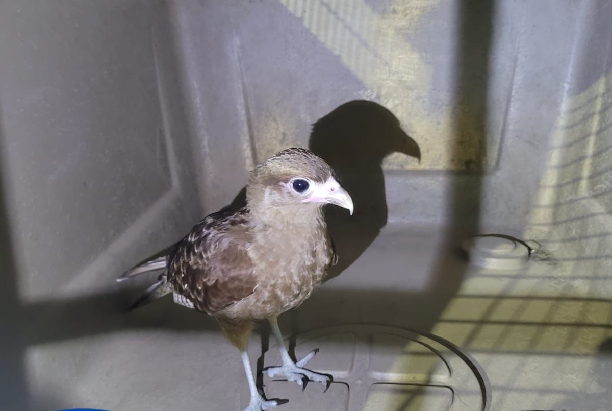 Rescataron animales en distintas casas de la ciudad de Santa Fe | Policiales