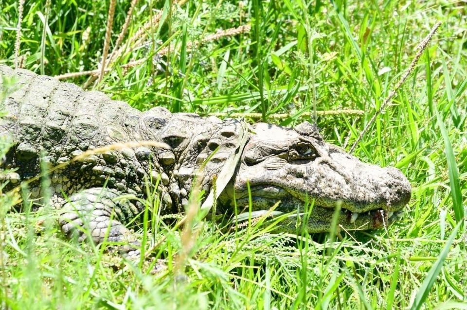 Liberaron en Santa Fe a “Ricardito”, un yacaré overo tras más de diez años en cautiverio | Información General