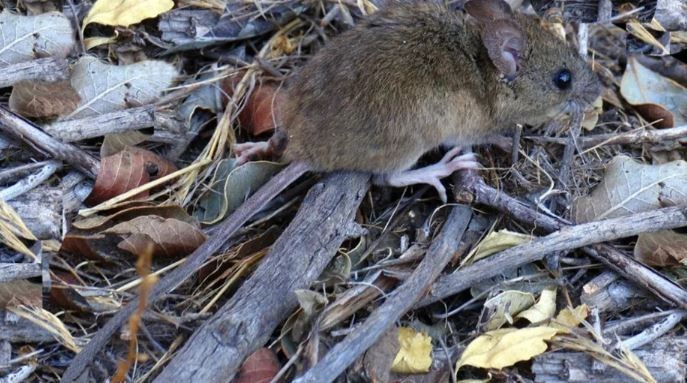 Alarma en Salta: 12 casos de hantavirus y cinco fallecidos | Salud