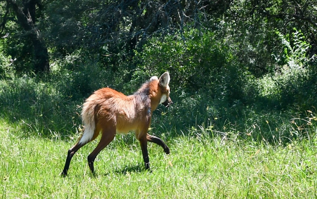 Liberaron un aguará guazú rehabilitado en La Esmeralda tras ser rescatado en San Cristóbal | Información General