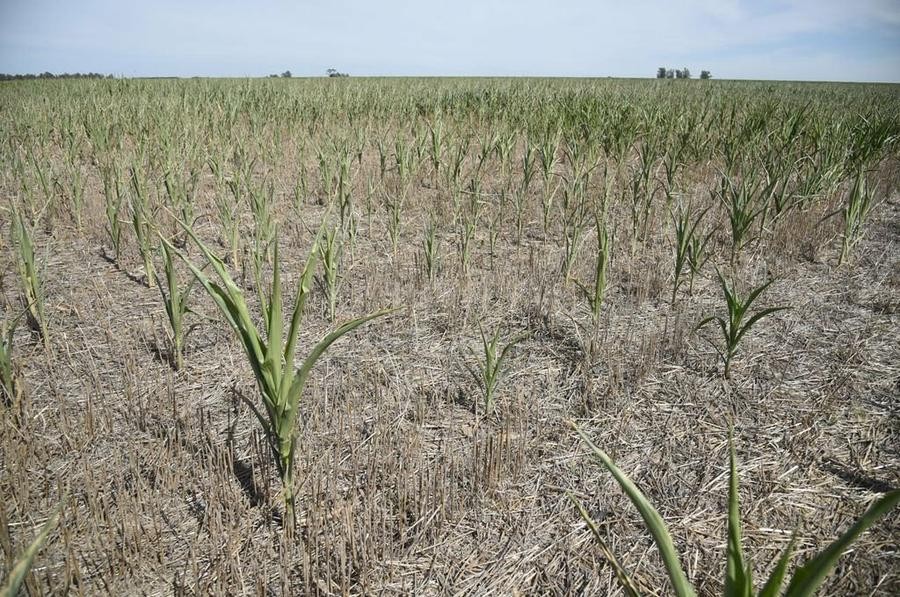 Se prorrogó la emergencia agropecuaria por sequía en el norte provincial | Noticias
