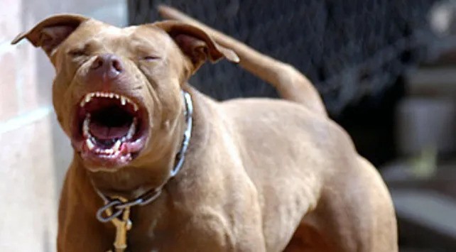 Un pitbull atacó a una niña de 8 años en barrio Santa Rosa de Lima | Información General
