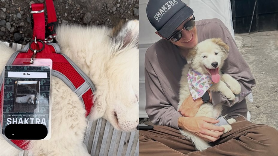 La conmovedora historia de Quito, el perro que vivía en la calle y ahora recorre el mundo junto a Shakira | Espectaculos