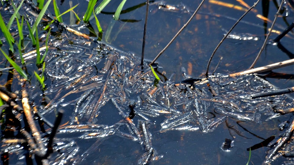 Alertan por las consecuencias post incendios en los humedales de la región | Información General