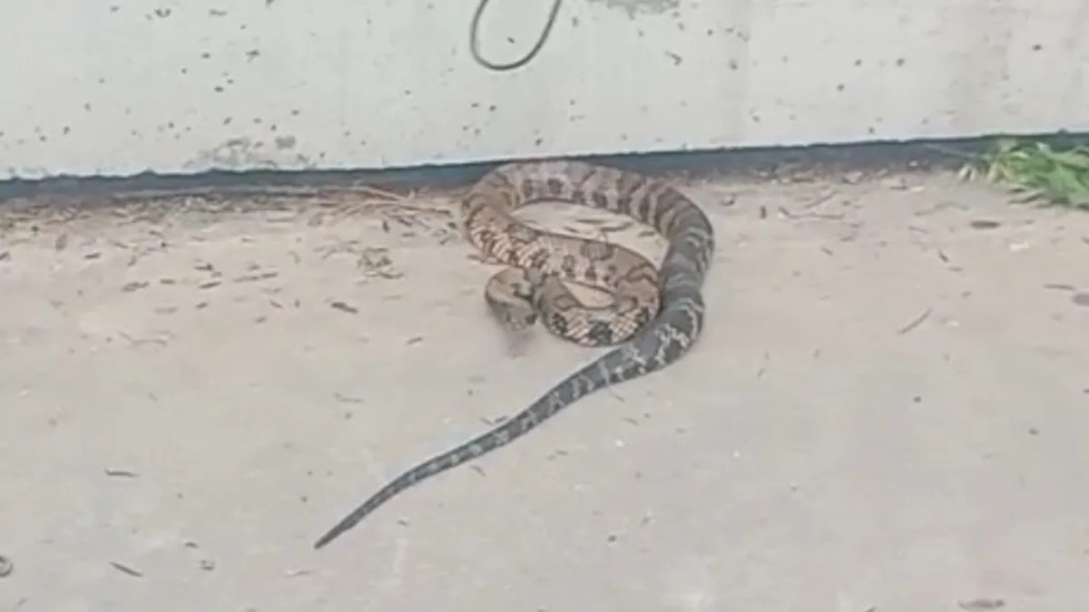 Rescatan serpiente ñacaniná de dos metros en el Parque del Sur | Información General