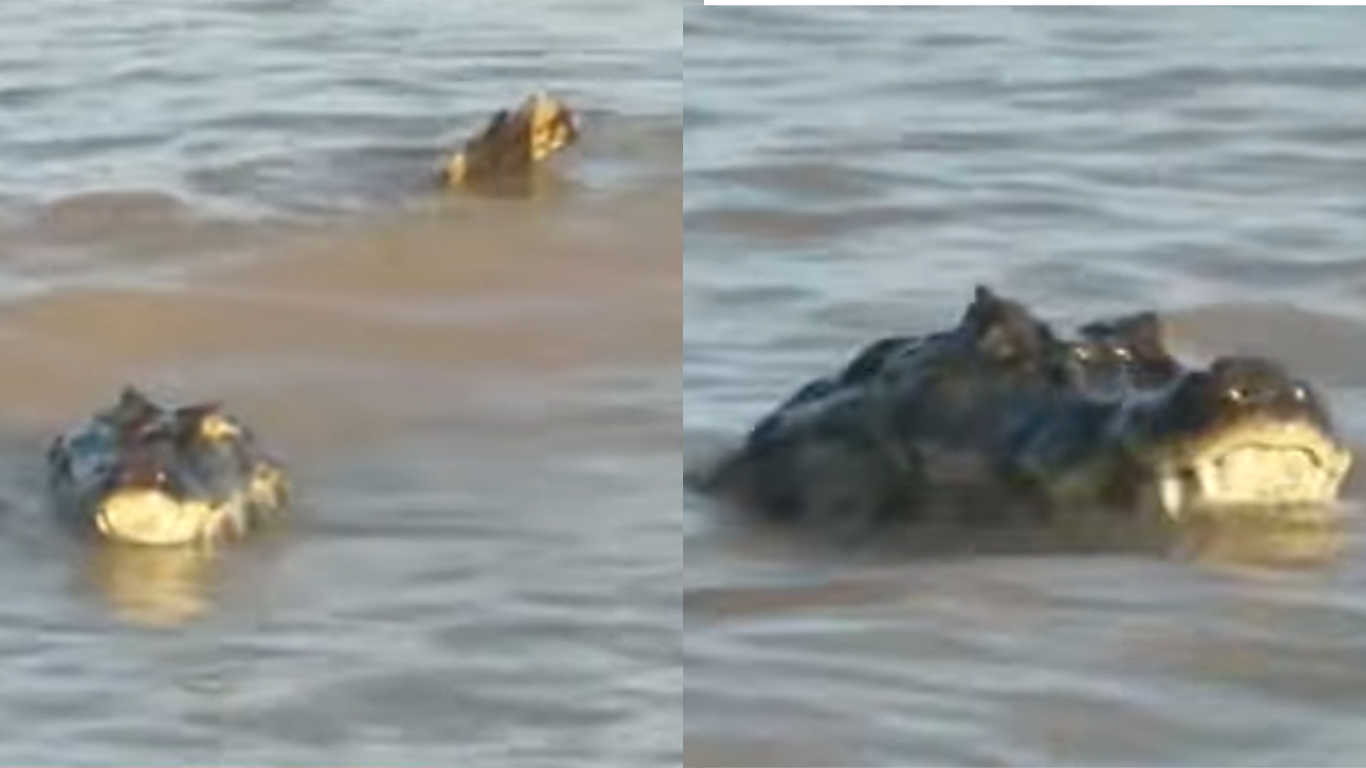 Susto en La Florida: apareció un yacaré de casi dos metros en Rosario | Noticias