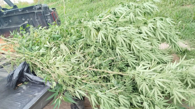 Secuestraron planta de marihuana en Santo Tomé | Policiales