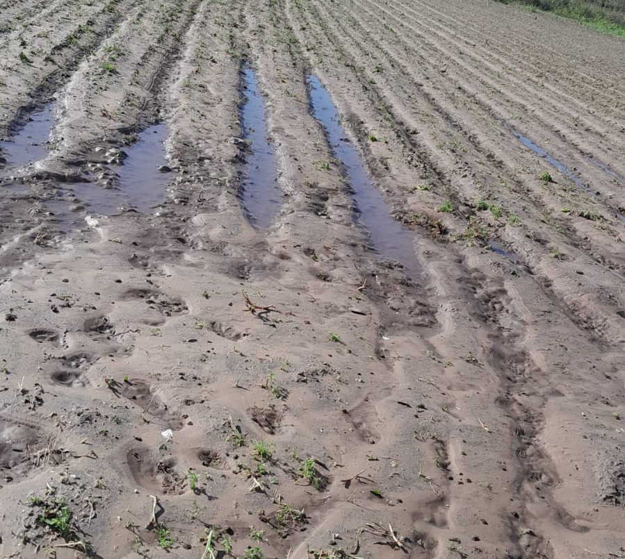 El cinturón hortícola se encuentra en emergencia por las lluvias | Noticias