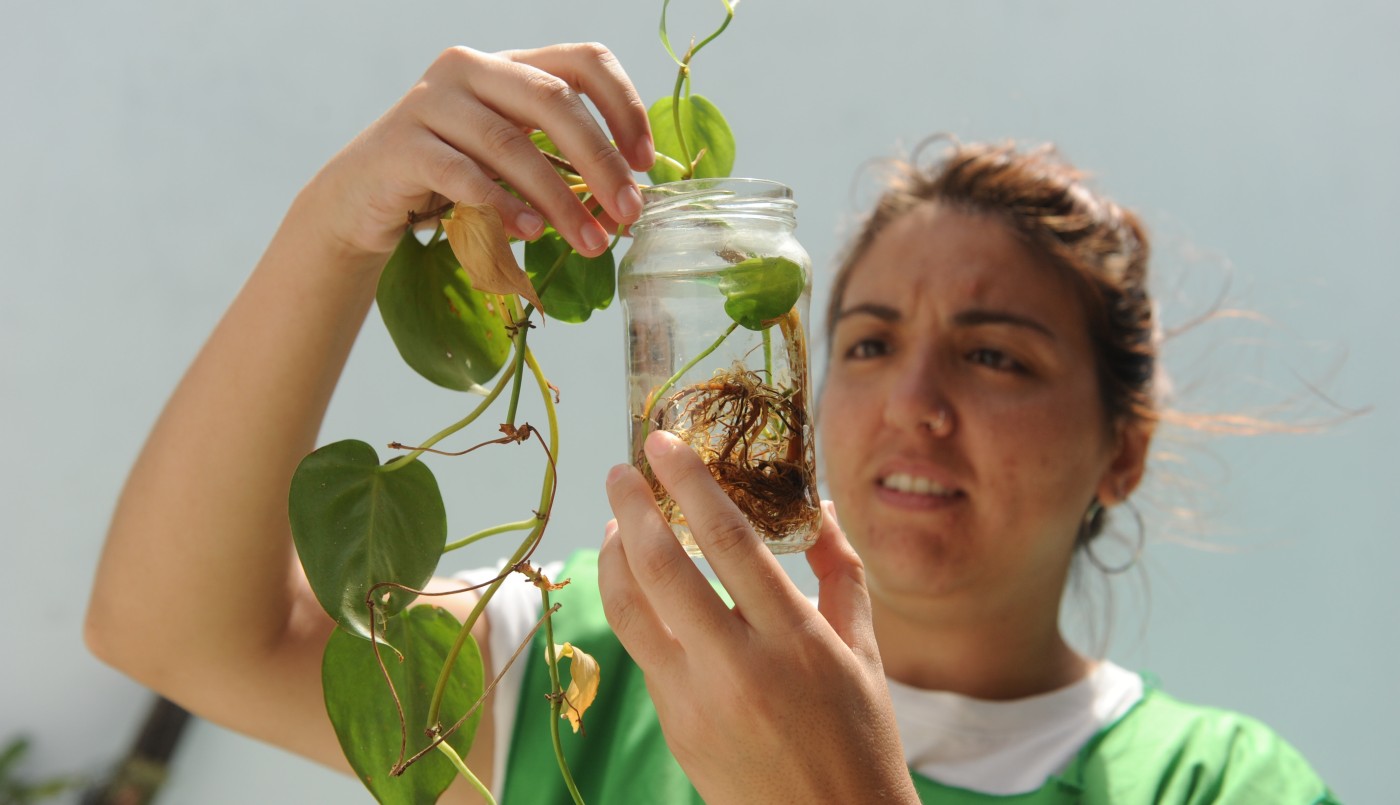 Dengue: sin cambios en la cantidad de barrios que cuentan con la presencia del vector | Noticias