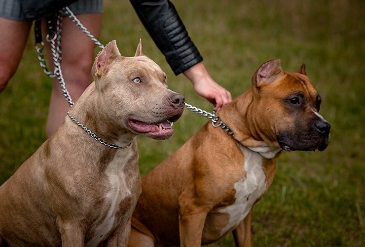 Inició el chipeo de perros potencialmente peligrosos: cómo funciona el Programa Huellas | Información General