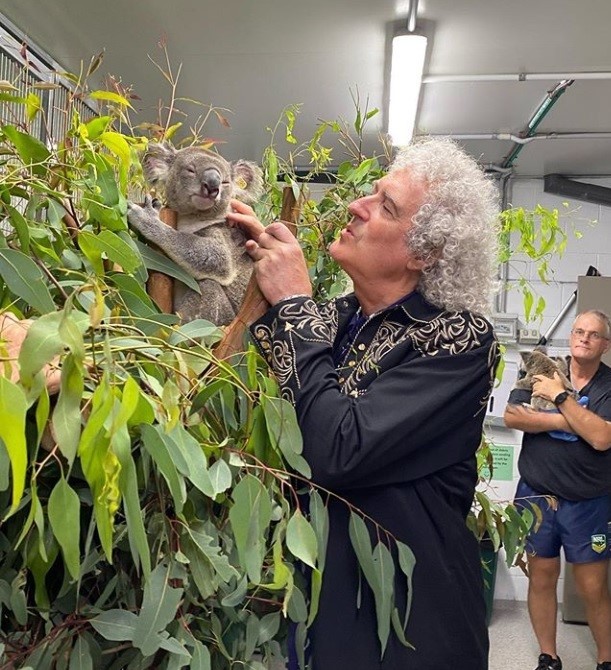 El guitarrista de “Queen” tocó para un koala rescatado de los incendios de Australia | Espectaculos
