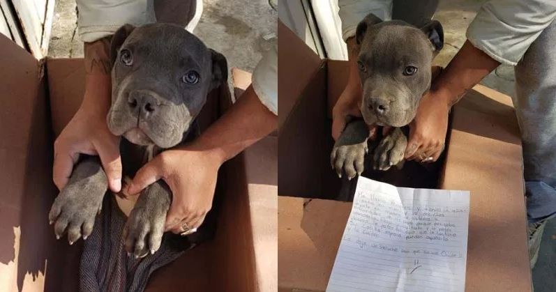 Un niño abandonó a su perro en un refugio para salvarlo de los maltratos de su padre | Espectaculos