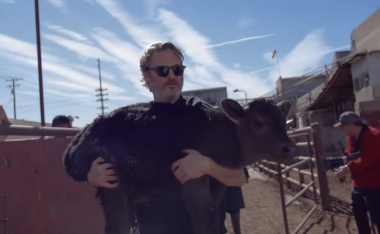 Joaquin Phoenix salvó a una vaca y a su cría de un matadero: "Nunca más van a sentir la crueldad del ser humano" | Espectaculos